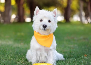 West highland terrier with its food plate at the lawn