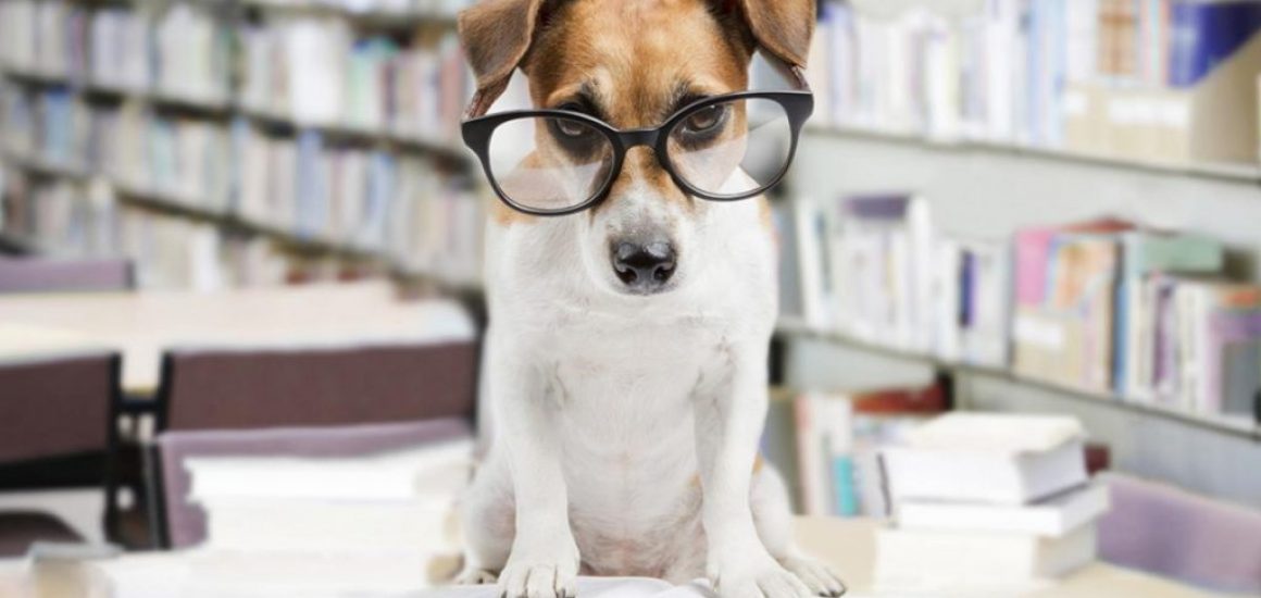 perro-inteligente