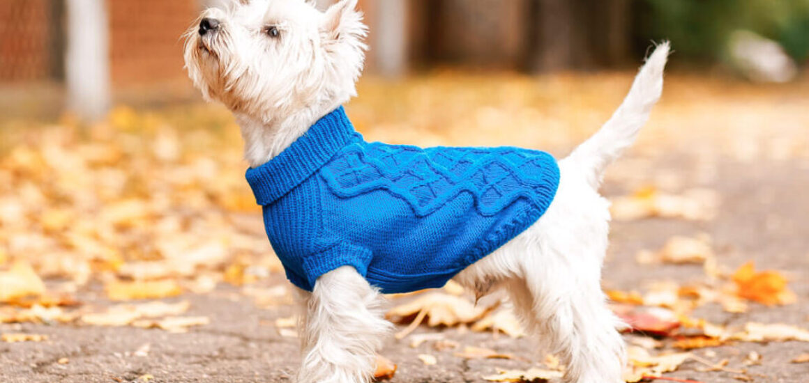 Cómo elegir la ropa de tu perrito