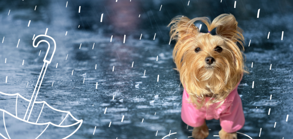 Blog impermeable