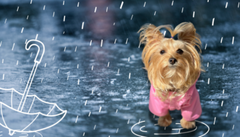 Blog impermeable