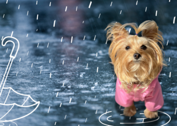 Blog impermeable