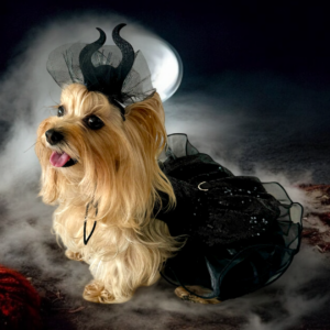 SpookyPup