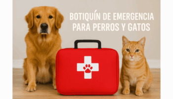 Botiquín de emergencia para perros y gatos